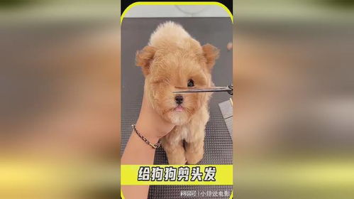 宠物狗怎么修剪毛发好看