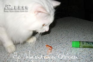 宠物猫的虾怎么吃好