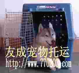 怎么给宠物猫火车托运