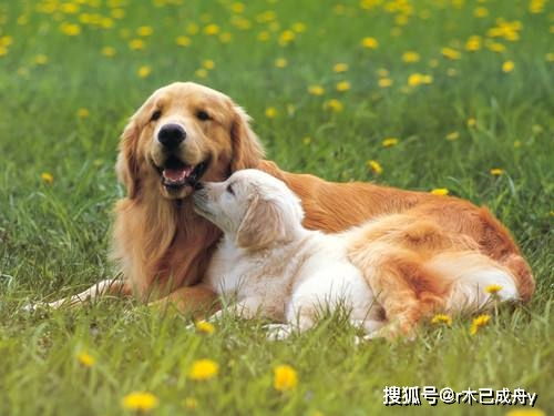 宠物狗奶粉怎么做的啊