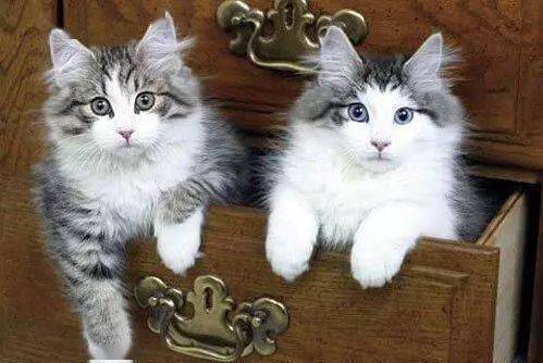 怎么选健康的宠物猫