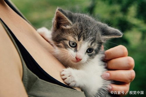 宠物猫耳朵怎么洗好养