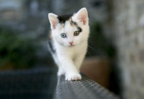 满月小猫吃多少钱