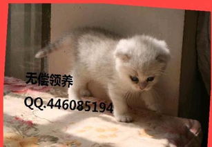 宠物猫怎么养肥点