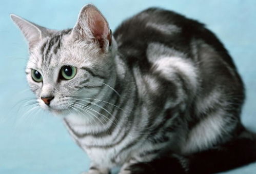 家庭宠物猫怎么选品种