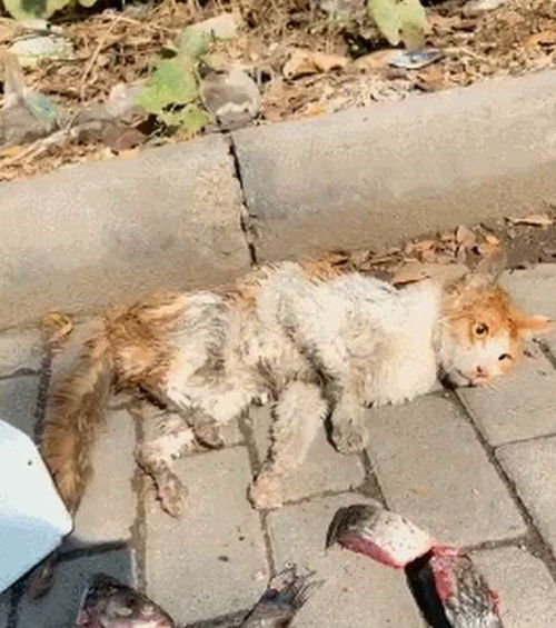被车压的宠物狗怎么救