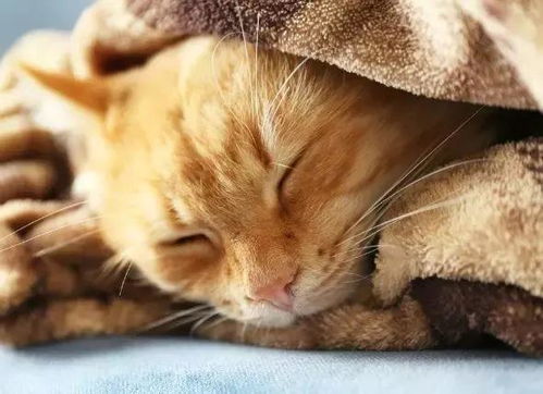 怎么判断宠物猫发烧