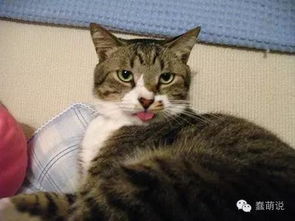 宠物猫爱吐舌头怎么办
