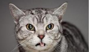 鱼怎么喂给宠物猫吃