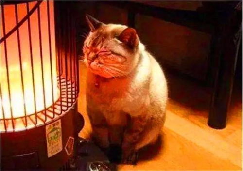 宠物猫的冬衣怎么穿