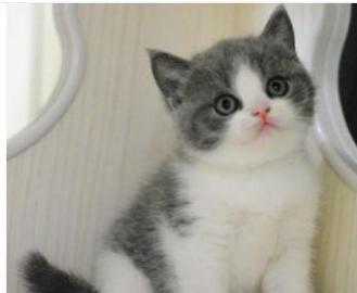 宠物猫怎么带出省