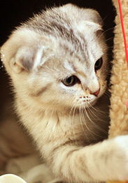 长途怎么带宠物猫