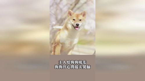 宠物狗摇头晃脑怎么回事