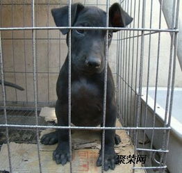 苏联红犬幼犬多少钱