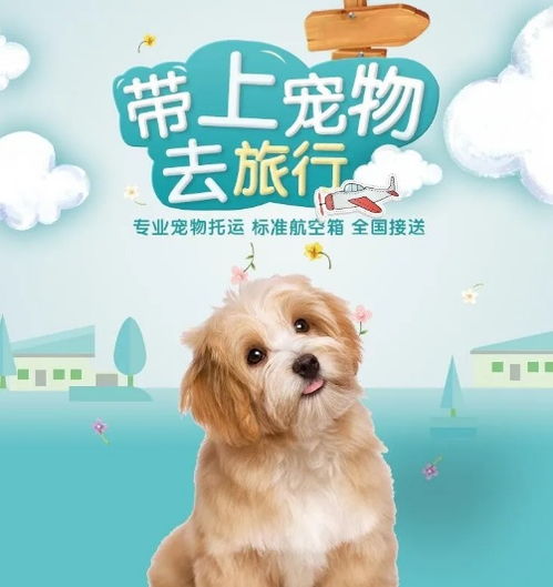 物流怎么配送宠物猫狗