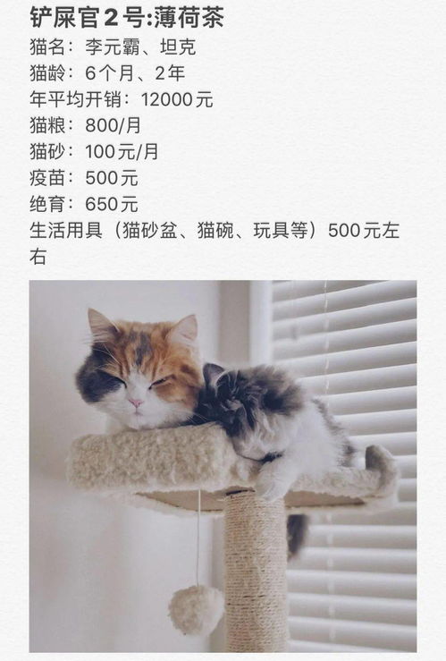 养猫一个月要花多少钱