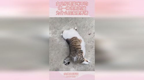 女孩在家怎么养宠物猫