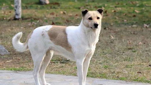 田园犬怎么训练它当宠物狗