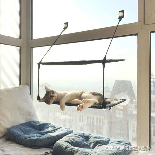 怎么布置宠物猫房间