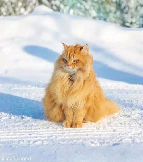 宠物猫怎么去油