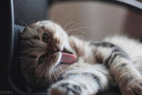 宠物猫怎么做弓形虫检查