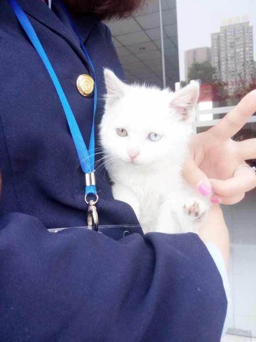 宠物猫潮汕名字怎么取