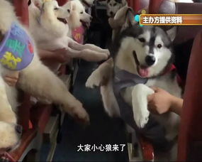短途旅行怎么带宠物狗进去