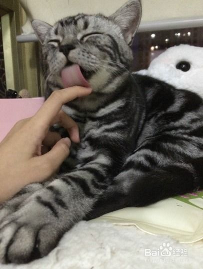 宠物猫怎么亲人相处的