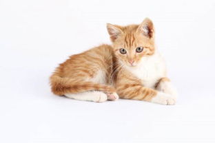 养宠物猫平时怎么养