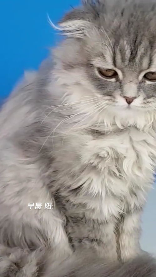 宠物猫毛清洁刷怎么用的
