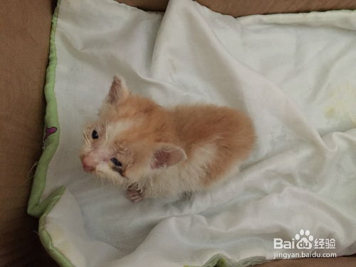 宠物猫怎么人工喂养