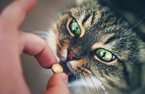 宠物猫要怎么喂药呢