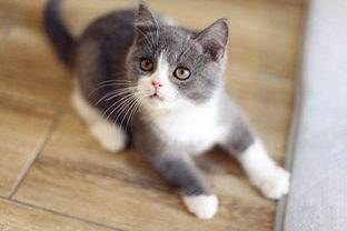 宠物猫黄怎么清洗