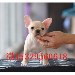 法斗幼犬多少钱一只