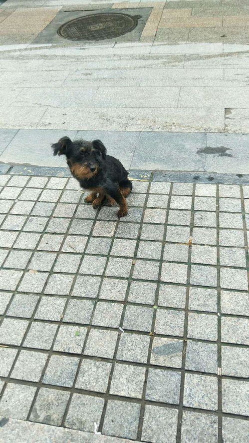 宠物狗领回来怎么养好