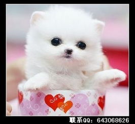 茶杯犬纯种的多少钱
