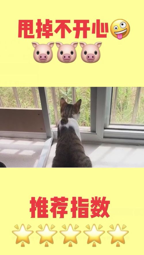 宠物猫怎么那么老实