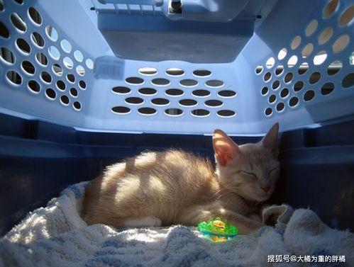 怎么给宠物猫做笼子