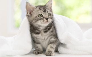 宠物猫怎么给小猫喂食