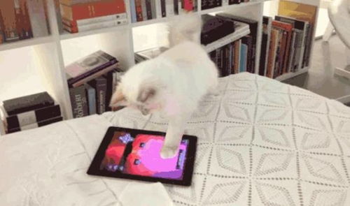 宠物猫怎么配送的啊