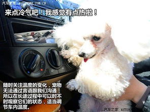 怎么把宠物狗寄到外省呢