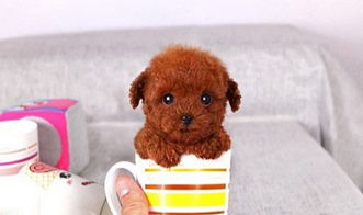 宠物狗小茶杯犬怎么养好