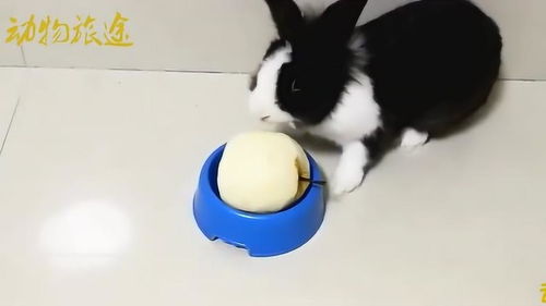 宠物猫吃宠物兔子怎么办