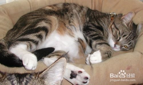 养宠物猫怎么饲养