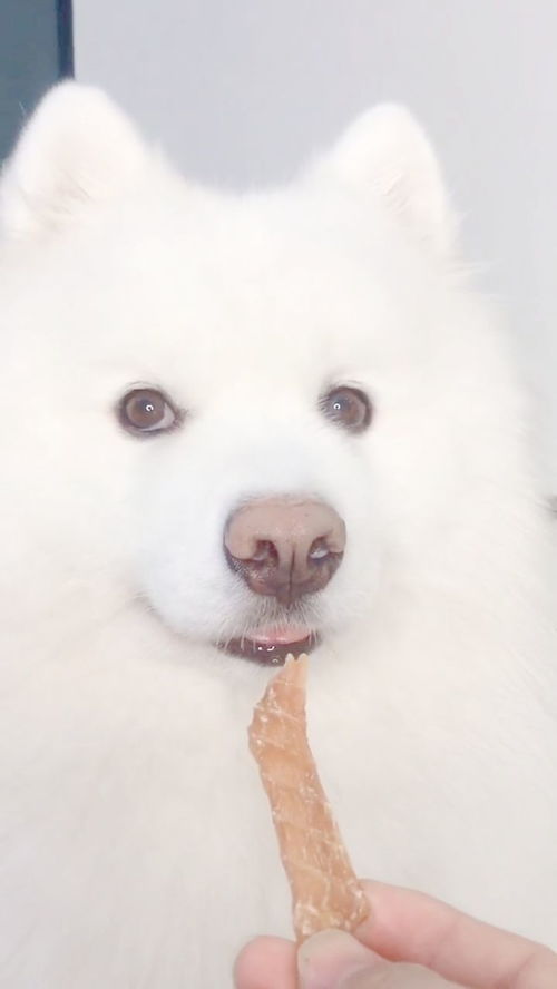 被饿坏的宠物狗怎么办呢