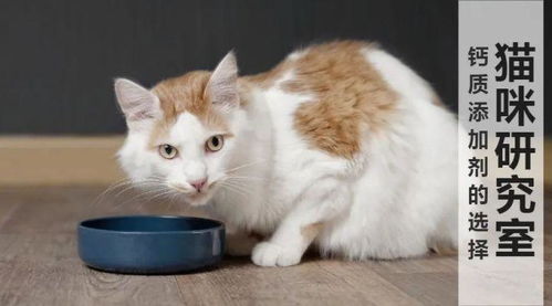 宠物猫怎么补钙