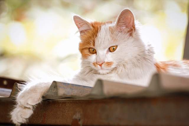 不是宠物猫该怎么养