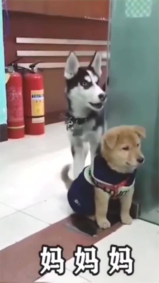 宠物狗开口叫妈妈怎么办