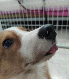 柯基小宠物狗怎么养的好