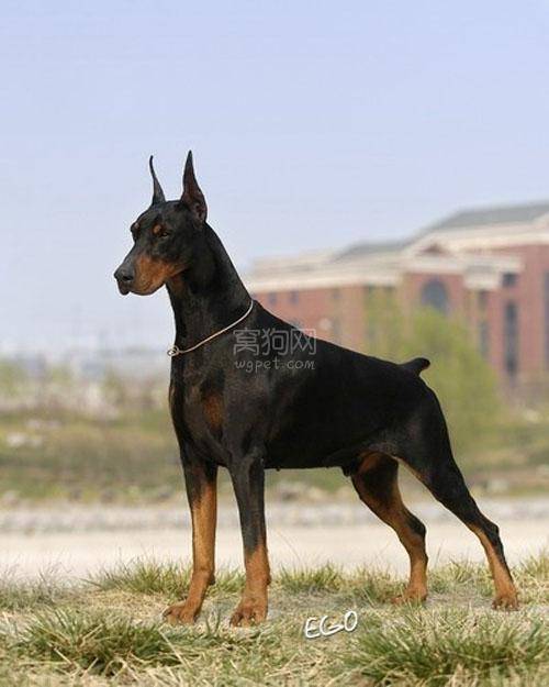 杜宾犬宠物猫怎么养好看
